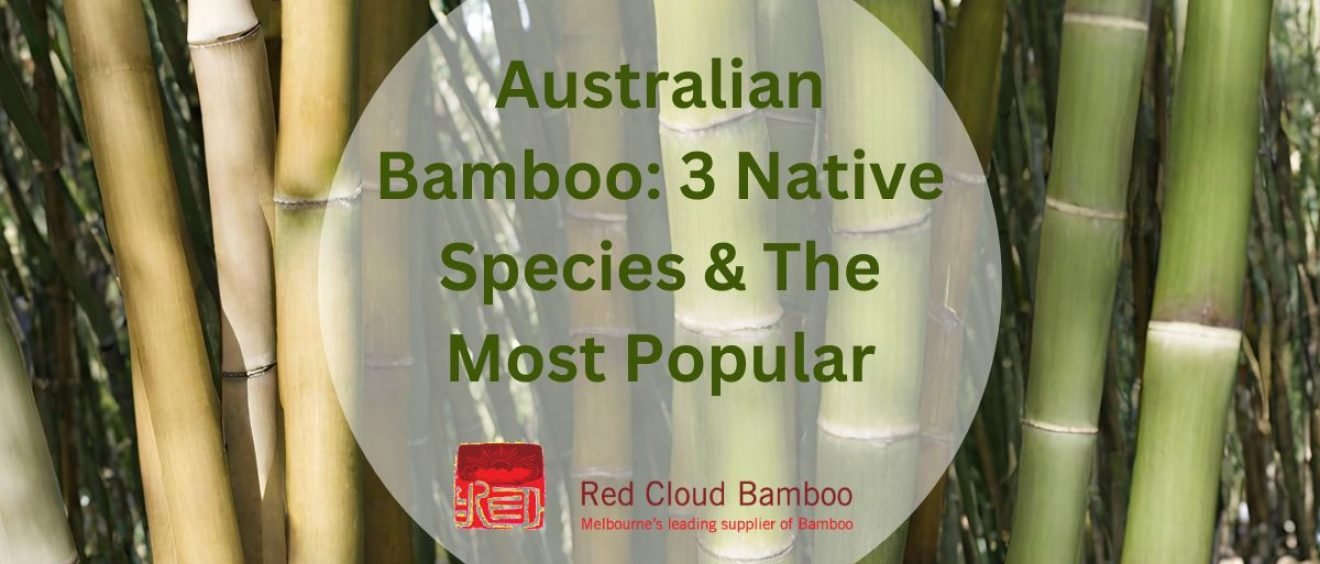 Native Australian Bamboo