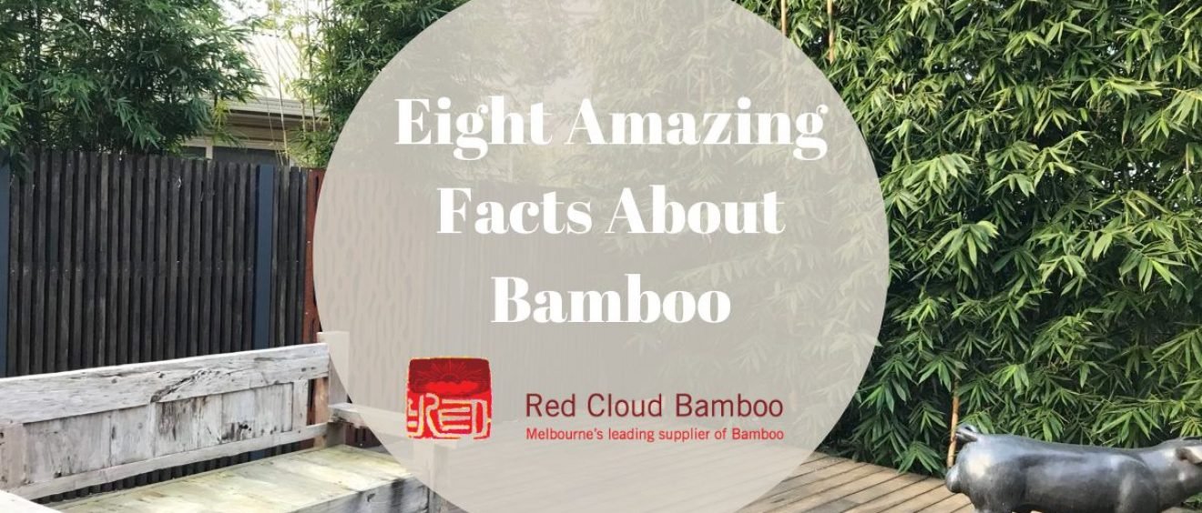 Eight Amazing Facts About Bamboo