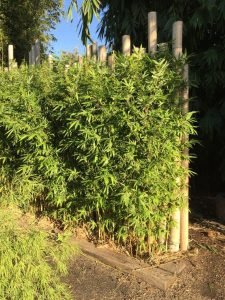 goldstripe-hedge-225x300