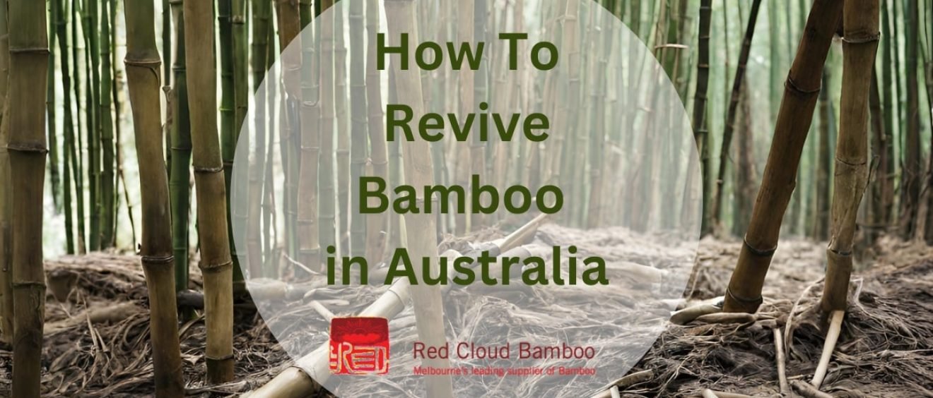How To Revive a Bamboo